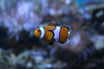 Fototapeta na wymiar Single clown fish