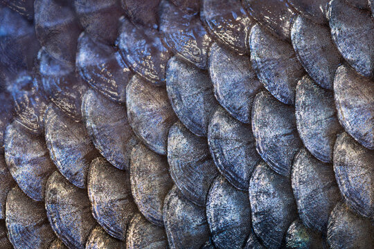 Diagonal pattern of blue fish scales