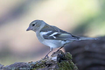 Buchfink (Fringilla coelebs)