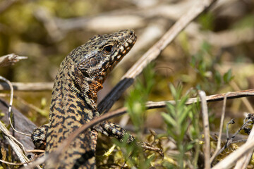 Mauereidechse (Podarcis muralis)