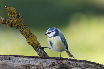 Blaumeise (Cyanistes caeruleu)