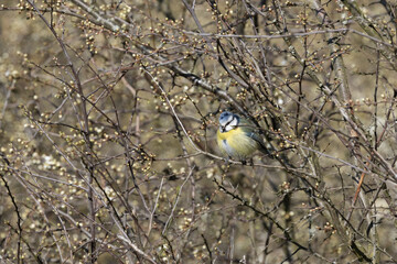 Blaumeise (Cyanistes caeruleu)
