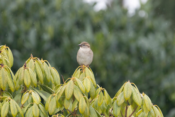 Haussperling (Passer domesticus)  Weibchen