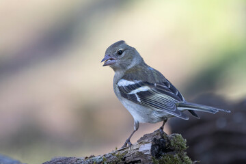 Buchfink (Fringilla coelebs)