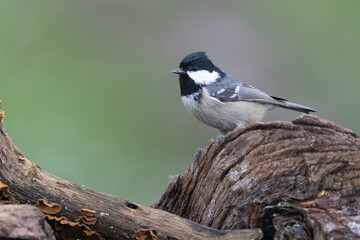 Tannenmeise (Periparus ater)