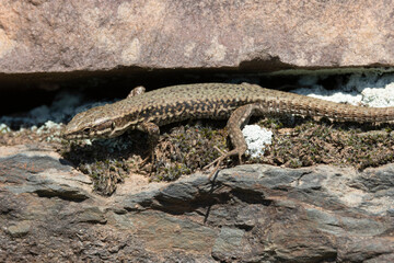 Mauereidechse (Podarcis muralis)