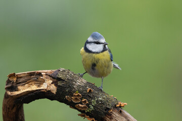 Blaumeise (Cyanistes caeruleu)