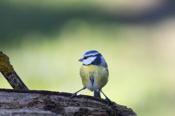 Blaumeise (Cyanistes caeruleu)
