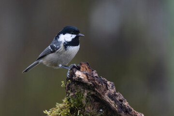 Naklejka premium Tannenmeise (Periparus ater)