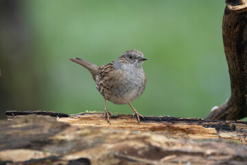 Heckenbraunelle (Prunella modularis)