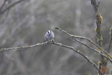 Schwanzmeise (Aegithalos caudatus)
