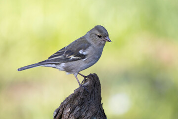 Buchfink (Fringilla coelebs)