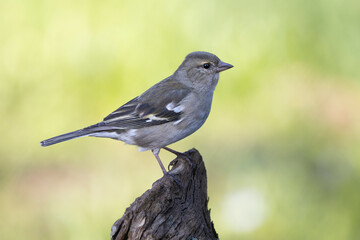 Buchfink (Fringilla coelebs)