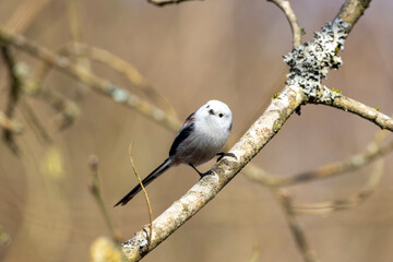 Schwanzmeise (Aegithalos caudatus)