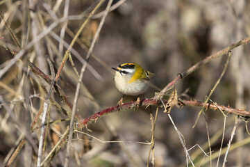 Sommergoldhähnchen (Regulus ignicapilla)