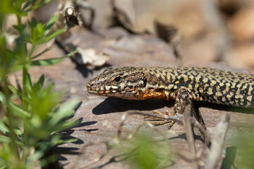 Mauereidechse (Podarcis muralis)