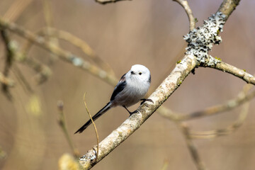 Schwanzmeise (Aegithalos caudatus)