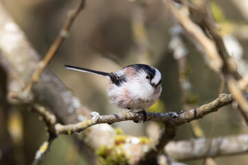 Schwanzmeise (Aegithalos caudatus)