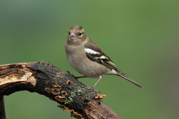 Buchfink (Fringilla coelebs)