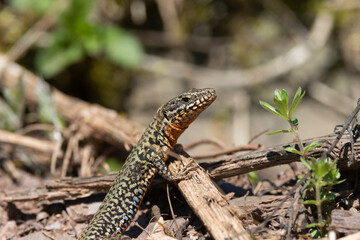 Mauereidechse (Podarcis muralis)