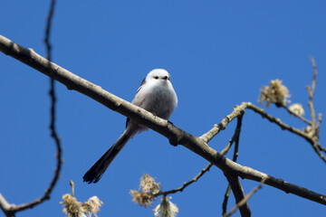 Schwanzmeise (Aegithalos caudatus)