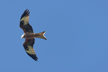 Rotmilan (Milvus milvus)