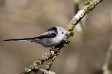 Schwanzmeise (Aegithalos caudatus)