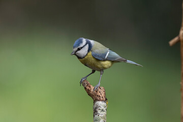 Blaumeise (Cyanistes caeruleu)