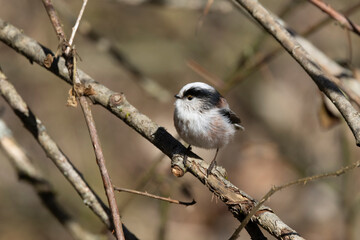Schwanzmeise (Aegithalos caudatus)