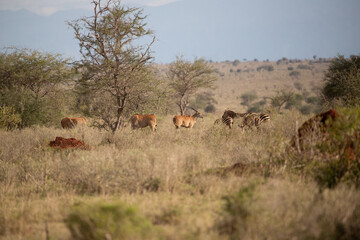 Beautiful landscape in Africa, savanna taken on a safari. beautiful views of Kenya and its animal world. Panorama, sunrise, mountains, clouds and animals in Kenya