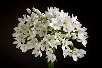 Allium neapolitanum is a bulbous herbaceous perennial plant in the onion subfamily within the Amaryllis family. Common names include Neapolitan garlic, Naples garlic, daffodil garlic,