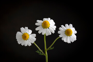 White camomile flower isolated on the black background