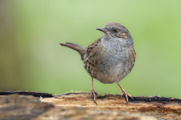 Heckenbraunelle (Prunella modularis)