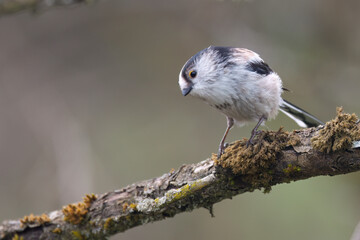 Schwanzmeise (Aegithalos caudatus)