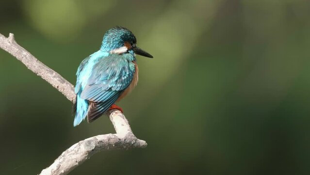 Close up of bird common Kingfisher (Alcedo atthis) standing on the branch, cleaning its body and looking around with blurry green natural background, 4k slow motion footage.