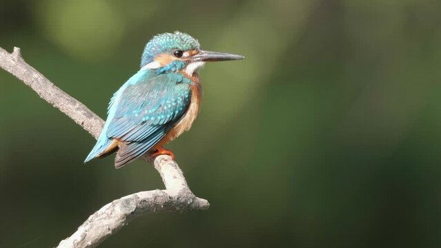 Close up of bird common Kingfisher (Alcedo atthis) standing on the branch, looking around and flying away with blurry green natural background, 4k slow motion footage.