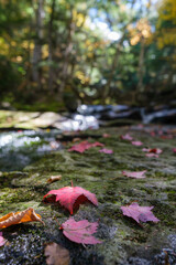 Red leaf on mossy stone