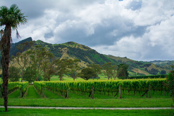 Naklejka premium Rows of lush green grapevines in the foothills under stormy sky. White grapes ripening in a vineyard. Gisborne region, New Zealand