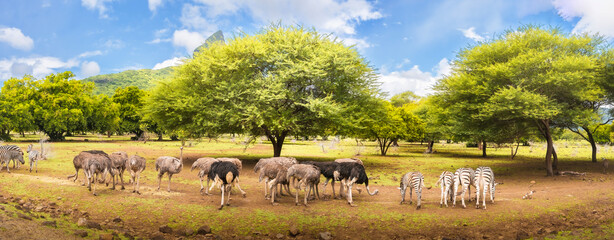 Casela Safari Mauritius summer Africa  2023 - obrazy, fototapety, plakaty