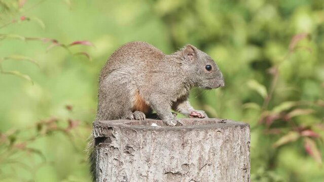 Cute red belly squirrel (Callosciurus erythraeus) eating nuts on tree trunk with natural forest background, 4k slow motion footage.