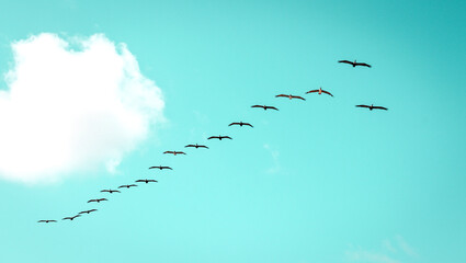 Flight of pelicans formation in Florida