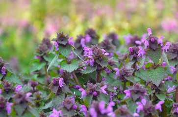 Purple dead-nettle Seeds (Lamium purpureum) blooming in spring forest . Flower and buds of reddead-nettle closeup photo .Selected focus. Landscaping concept. Free copy space