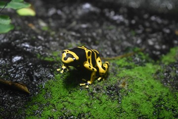 Closeup view of a yellow-banded poison dart frog on a moss covered wet stone