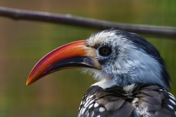Closeup side view of a red-billed hornbill