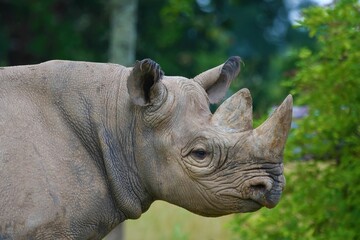 Fototapeta premium Beautiful closeup portrait of a rhino