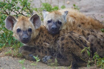Beautiful family portrait of hyenas
