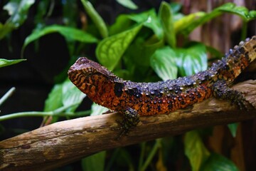 Closeup of a Chinese crocodile lizard on a tree branch