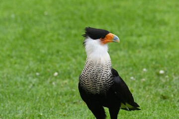 Fototapeta premium Closeup of a beautiful northern crested caracara in a field