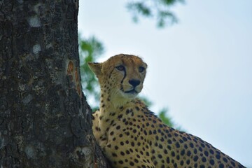 Closeup view of a majestic cheetah