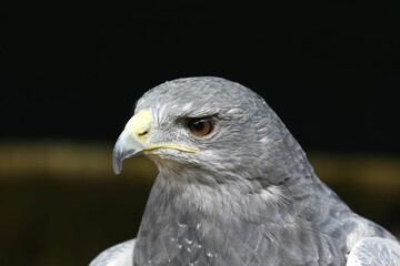 Portrait of an alert-looking Gray Falcon